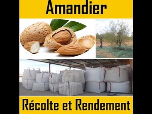 Amandier (Technique 3/3) : Récolte et Rendement