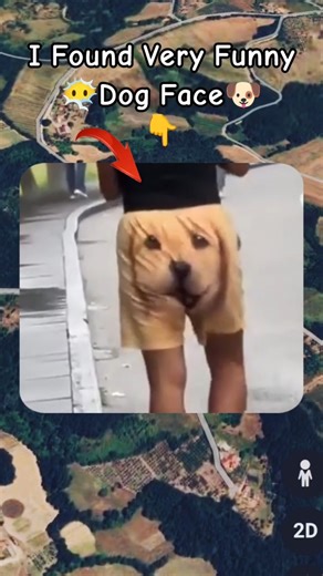 I Found Very Funny Dog Face 😶‍🌫️😱 on google maps and google earth 🌎 #shots #datachampion