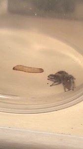 9.1M views · 14K reactions | Lela is at the rodeo. But seriously, she hasn’t been eating much lately and it concerns me. She hunts, and she kills her food, but only eats a little. I thought maybe she was just tired or flies, so I gave her a waxworm. | Ophelia, the monster | Facebook