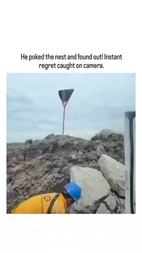 GUNJA SINGH on Instagram: "This hilarious 15-second viral clip captures a man’s mischievous prank turning into a chaotic struggle for survival. While spotting a cluster of black bees on a wooden post, he decides to throw a pebble, instantly triggering a furious response from the entire swarm. The video follows his panicked sprint as he lunges toward his car, slamming the window shut just seconds before the angry bees reach him. Hovering just outside the glass, the bees' dramatic pursuit and the