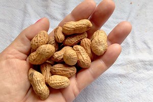 Increíbles usos del cacahuate en la cocina, te sorprenderán