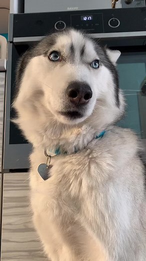 HATI и натворил 😄 #hatiwolf #wolfdog #huskylife #жизньсхаски #виделивидео