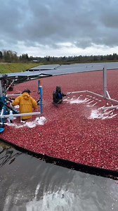 4.4K views | Cranberry Bog and Wolf Spider Bites #shorts#fypシ゚ | Unique Verse | Facebook