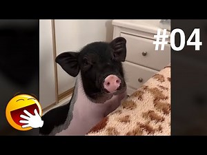 Funnist Animals | 有趣的动物 | 有趣的动物 2022 | 老四是只宠物猪，老四的日常合集#04😏😏😏