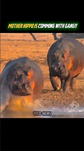 subscribe!!🙏🏻 #wildlife #wildliferescue #shortvideos#animals#animallife #viralvideos#hippo#crocodile