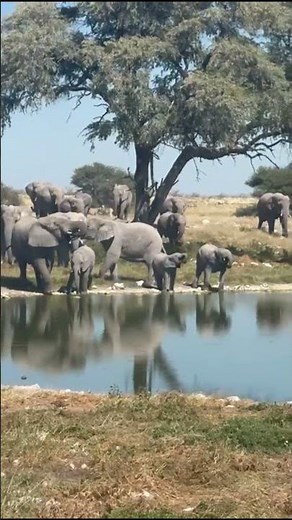 Massive Herd of Elephants Arriving at Watering Hole in Etosha #Namibia #Safari