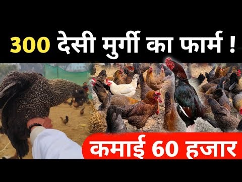 300 देसी मुर्गी का फार्म कैसे शुरू करें 🐓#desimurgifarmkaisestartkaren #murgifarm #farming