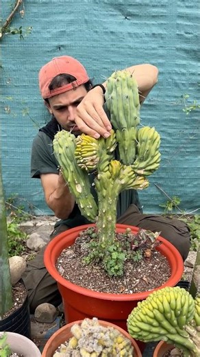 What do I do if a cactus branch rots?