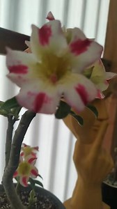 Adenium o Rosa del desierto en plena floración ✨🌿🌹🌵 #adenium #plantas #flowers | Ketsuaru Plants