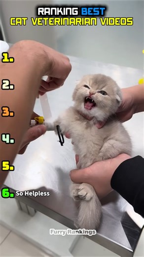 Funniest Cat Reactions at the Vet 😹💉 (Ranked!)