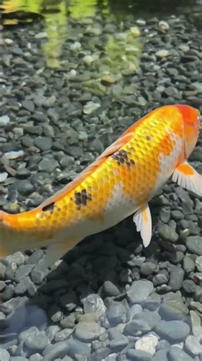 fish ki video quiet fish pani mai machli machli ki video