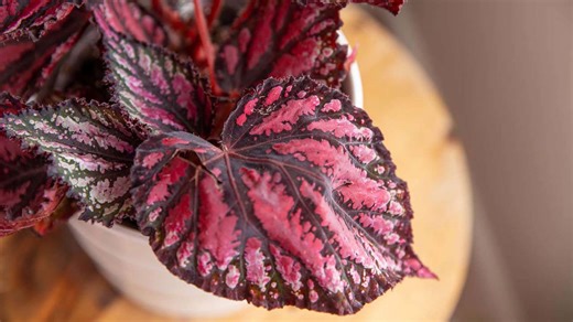 7 Beautiful Plants With Heart-Shaped Leaves