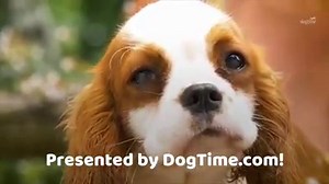 5K views · 33 reactions | Looking for a small dog to fit in your small living space? These breeds are perfect for you! Remember, you can find almost any breed through a rescue or shelter. Adopt, don't shop! #DogFactsFriday For even more awesome small apartment dog breeds, read this--> https://dogtime.com/dog-health/general/5265-small-dogs-apartment | DogTime | Facebook