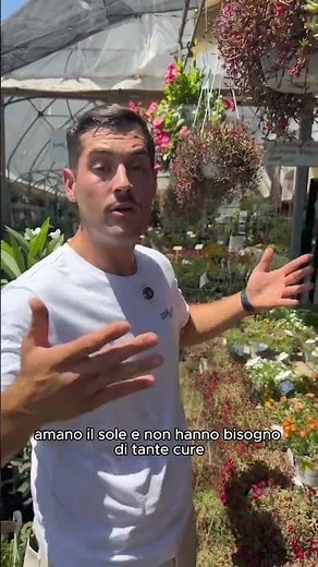Fiori che amano il sole: scoprili tutti!