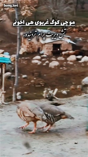 ‎بُنگ لُری_معرف فرهنگ بختیاری👑‎ on Instagram‎: "کوگ کهسارم دلم دی نی درنگی در دل سی کی کنم نی هم درنگی نه صدا قهقهت ایا نه هوفشت بال نه صدات به که ایا نه بینمت مال تو بخون به نم دل که مال به باره وقتی که صدات ایا منی بهاره . . #لر #بختیاری #غمگین #کبک #طبیعت"‎