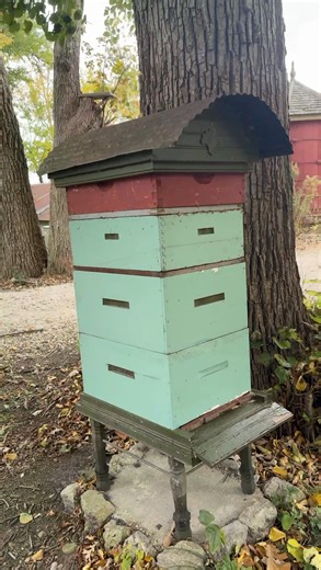 It’s a chilly day, so not a lot of activity in the apiary. Honeybees usually stay huddled inside their hive when it’s below 50°F or too windy to fly. #bees #Beekeeping #fall #honeybees #apiary | Bowser Bee