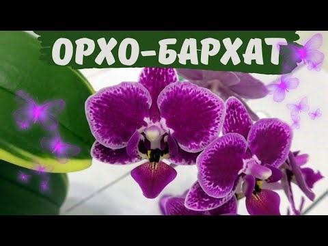 Вот это цветение! Phalaenopsis Chia E Yenlin