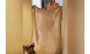 Dogs are having hilarious reactions to this 'disappearing' trick