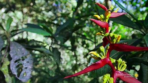 Colombia Wonderful Land Of Wild Magic + 探索狂野哥伦比亚