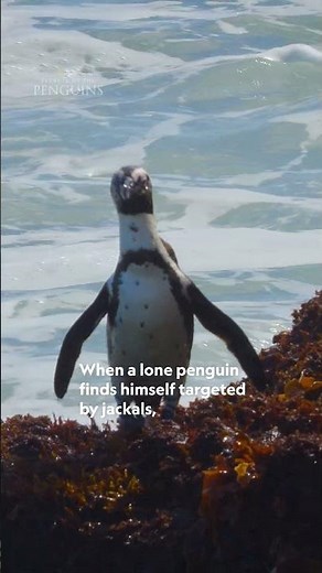 Home is where the remote, coastal cave is ❤️ #SecretsOfThePenguins