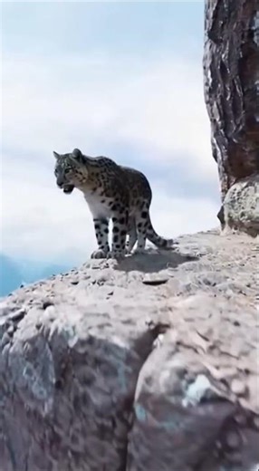 Snow Leopard Races Along Vertical Cliff In Extreme High Altitude Chase