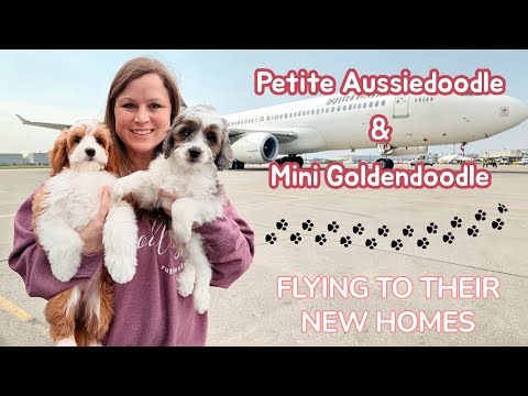 Taking 2 Pups To The Airport To Meet Our Transporter | Going To Texas & Nevada