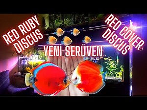 I BOUGHT LIVE DISCUS, THE TAP POINT OF FRESHWATER AQUARIUMS, RED RUBY AND RED COVER