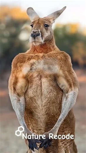 Muscle vs Motherhood The Incredible Two Sides of Kangaroo Life Baby Joey Emerges