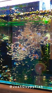 284K views · 2.8K reactions | Feeding brine shrimp to young fish is a...