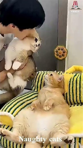 Cat.exe Has Stopped Working (Compilation) 😹