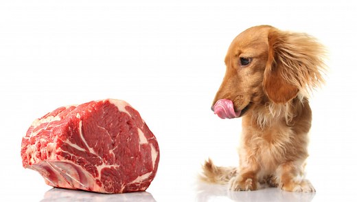 Do Dogs Prefer Raw Or Cooked Meat? A Comprehensive Guide - [2026]