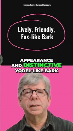 Finnish Spitz: The Lively National Dog of Finland! #shorts