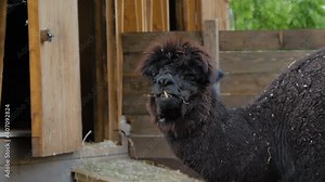 Portrait of funny cute black alpaca eating hay at farm - slow motion. Summer time, daylight. Farming, feeding, agriculture industry, livestock and animal husbandry concept