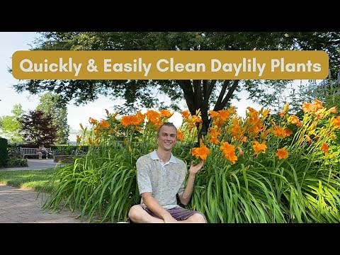 Cleaning Daylilies for Maximum Growth and Flowers