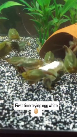 The Triop Lady on Instagram: "A previous batch of cancriformis's first time trying egg white. Apparently, it was a hit 🤗. #triops #cancriformis #thetrioplady #triopsbreeder #triopscanada"