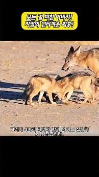 A Father Who Gave Everything! The Tragic End of a Jackal! #Wildlife #AnimalKingdom #Animals