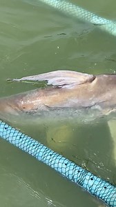 Shaun’s target this trip was a Chao Phraya Catfish having not caught one in Thailand before . He managed to catch a smaller one early in his trip and I said. “Big one tomorrow my friend “. Sure enough he caught this beast and went on to catch 2 more the following day and who knows how many he will have in total after he finishes day 6 today . | Exotic Fishing Thailand