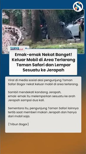 NEKAT BANGET! Emak-emak Keluar Mobil di Area Terlarang Taman Safari dan Lempar Sesuatu ke Jerapah