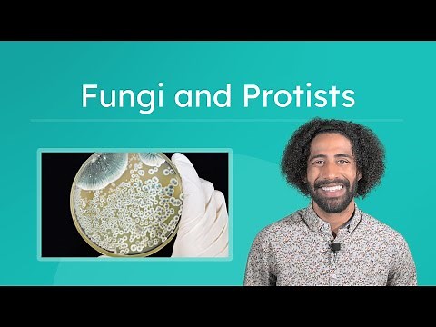 Fungi and Protists - Characteristics and Importance of Protists and Fungi