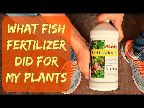 UPDATE - Alaska Liquid Organic Fish Fertilizer For Plants & Vegetables - When & How - Plant Results