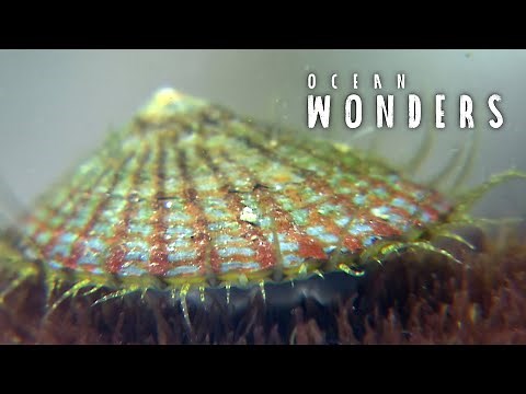What Is A Limpet? | Ocean Wonders | EarthX
