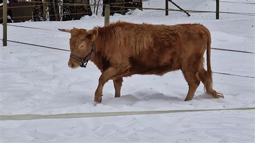 Winter Cow Care Tips for Dexter Cattle Owners