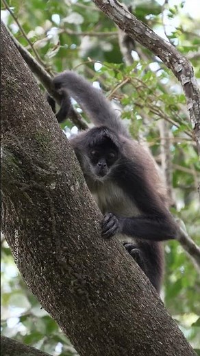 You better hold on tight, spider monkey!