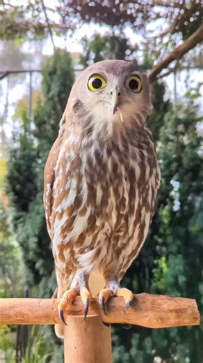 Powerful Owl Showing Hunting Skills Close Up Footage #owl #wildlife #shorts