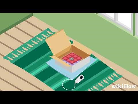 How to Save a Baby Wild Mouse