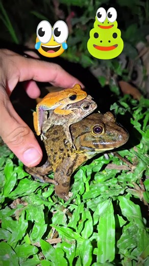 Boing boing the frogs funny - catch frog jumping funny - by tep longheng funny #frog #funny