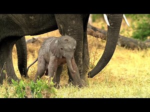 ADORABLE BABY ELEPHANTS: First Steps & Snuggles in the WILD