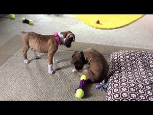 Boxer Puppies 8 Weeks Old