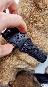 Anti-theft Dog Collar - Lockable With Lock [green] - Etsy