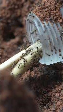 Update zu unserer Carebara diversa Kolonie #antfarm #antstore #ants #insects #antcube #antkeeping